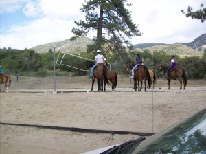 Sometimes horses need to do some recreational activities, like volleyball.