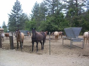 These horses are looking for a good dinner.